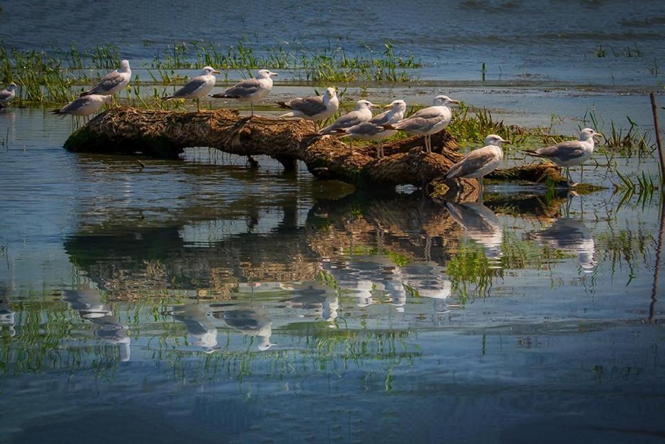 Parc de vacanță Casa Delta 106 Sfântu Gheorghe